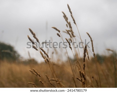a summer picture of grain. 