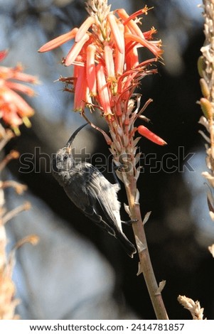 Amethyst sun bird perched on a aloe flower branch.