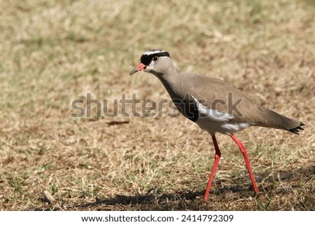 Crowned plover walking on the grass.
