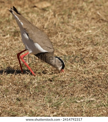 Crowned plover walking on the grass.