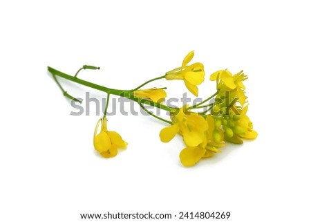 Mustard flower isolated on white background Royalty-Free Stock Photo #2414804269