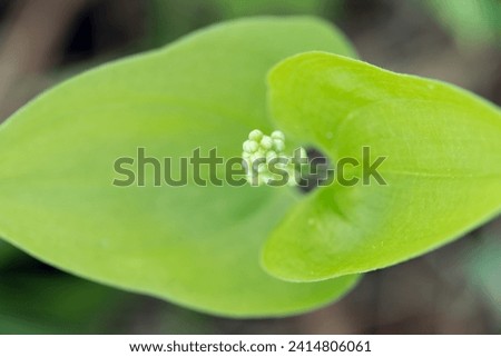 False lily of the valley Royalty-Free Stock Photo #2414806061