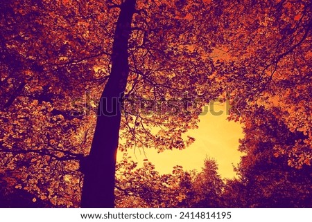Colored beautiful forest, tree with leaves, natural background for text, purple, red and orange photo