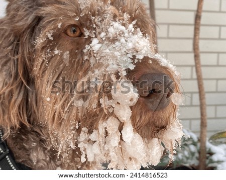 icy dog face after a walk in the snow