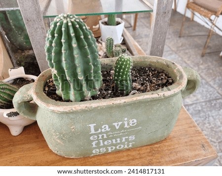 Cactus, Cactaceae, Magnoliophyta, Plantae, 
Mila sp. Royalty-Free Stock Photo #2414817131