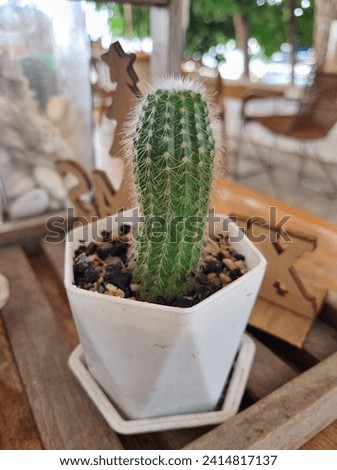 Cactus, Cactaceae, Magnoliophyta, Plantae, 
Mila sp. Royalty-Free Stock Photo #2414817137