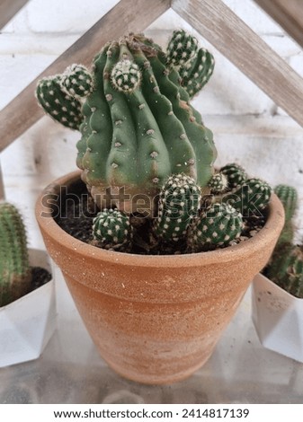 Cactus, Cactaceae, Magnoliophyta, Plantae, 
Mila sp. Royalty-Free Stock Photo #2414817139