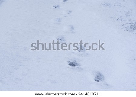 Pictures of Footprints on Snow