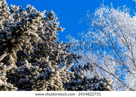 Snow-covered branches of spruce in the winter forest
 Royalty-Free Stock Photo #2414822731