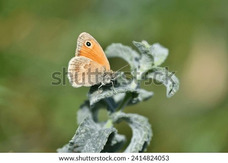 Small Heath butterfly on green plant. Coenonympha pamphilus, under the wing. Royalty-Free Stock Photo #2414824053