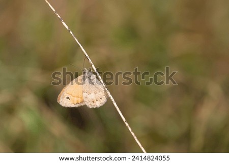Small Heath butterfly on plant. Coenonympha pamphilus, under the wing. Royalty-Free Stock Photo #2414824055