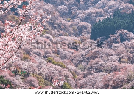 Yoshinoyama, Nara Prefecture, cherry blossoms in full bloom Royalty-Free Stock Photo #2414828463