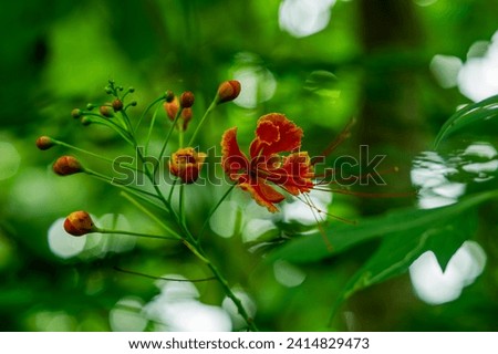 flowers and prospective flowers of the Delonix regia plant. is a species of flowering plant in the bean family Fabaceae, subfamily Caesalpinioideae native to Madagascar.