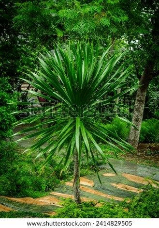Cordyline australis, commonly known as the cabbage tree,[3] or by its Māori name of tī or tī kōuka, is a widely branched monocot tree endemic to New Zealand. Royalty-Free Stock Photo #2414829505