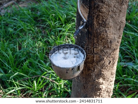 Close-up of natural fresh rubber latex from rubber trees Royalty-Free Stock Photo #2414831711
