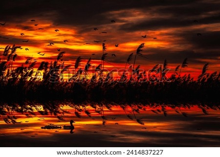 Birds flying in a wonderful sunset view. Sunset nature background. 