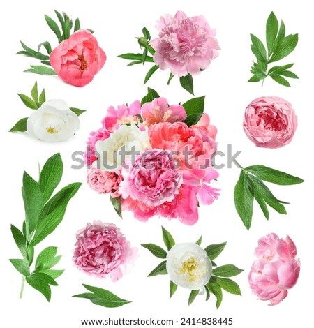 Beautiful peonies with green leaves isolated on white, collection Royalty-Free Stock Photo #2414838445