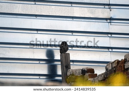 Small owl standing on a wooden pole against a metal wall, urban area. In addition to hunting, other threats to owl populations are habitat loss, pesticides, viruses, and vehicle collisions. Royalty-Free Stock Photo #2414839535