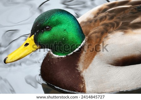 Portrait of male mallard duck Royalty-Free Stock Photo #2414845727