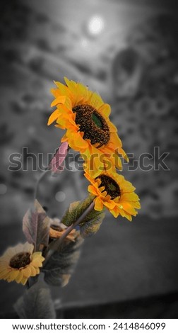 A Beautiful Sunflower Picture. Blurry Background. 