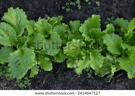 photo of young lettuce leaves on top, organic gardening on chernozems 