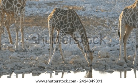 Herd of three Angolan giraffes Giraffa camelopardalis angolensis drinking next to Okaukuejo Waterhole in Etosha National park in beautiful evening light - Namibia