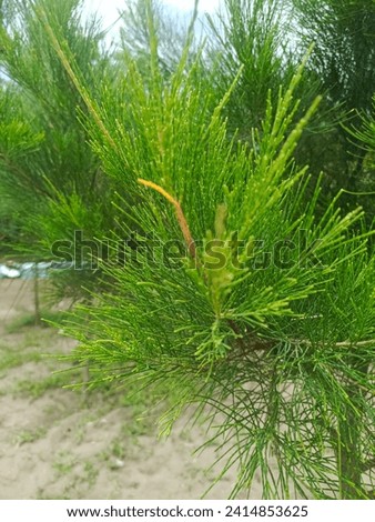 beautiful green leaves for a soothing view, pine trees on the edge of the beach

