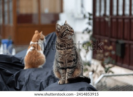 Cats sitting and looking up. Two stray cats sitting on covered motorcycle in garden.