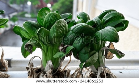 landscape picture of the growth of bok choy plant or pak choy vegetable type of Chinese cabbage. mustard greens. this vegetable usually used for hydroponics system. there is also brown rotten leaves.