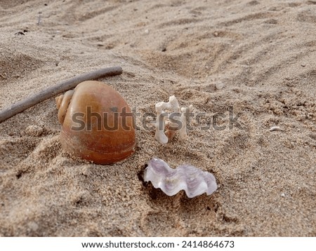picture of snail shells and shells around the beach