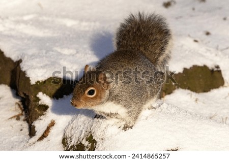 In winter Grey Squirrels remain active except in the harshest of condition when they may aestivate in their drays. Having stored food in caches they now benefit from this behaviour. Royalty-Free Stock Photo #2414865257