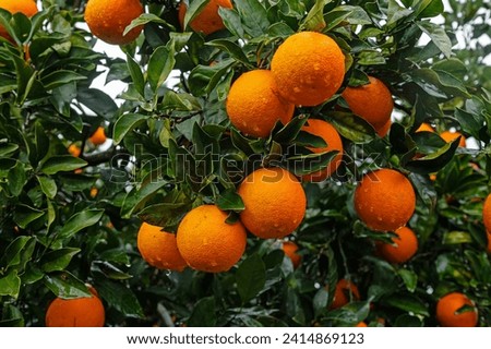 Orange fruits on the branch in the orange grove. Rain-soaked oranges. Royalty-Free Stock Photo #2414869123