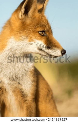 Young Red Fox Portrait in A Natural Background in A National Park 