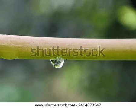Plant stem with water drop powerpoint template 