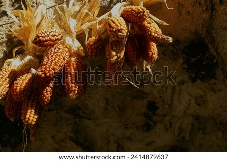 Rural background with corn cobs hanging on a stone wall