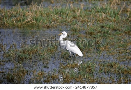 Intermediate egret fishing in a lake