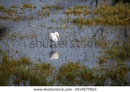 Intermediate egret fishing in a lake