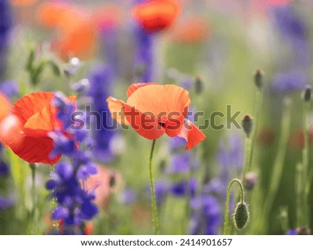 A wildflower field at Richardson, TX. Poppy is blooming.  Royalty-Free Stock Photo #2414901657