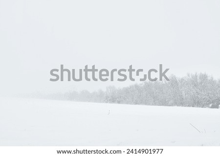 Trees and snow in a rural field