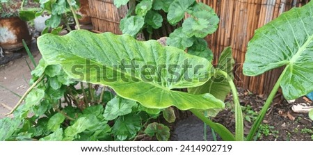 Picture of Alocasia plant in the home garden