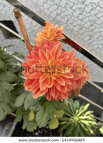 Enhance your balcony with the vibrant beauty of these orange flowers in a pot. This stunning arrangement will add a touch of color and elegance to any outdoor space.