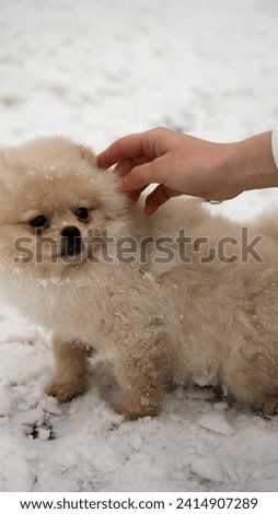 Spitz puppy in the snow on a leash
