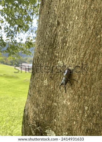 insects perched on trees, beautiful view in the countryside