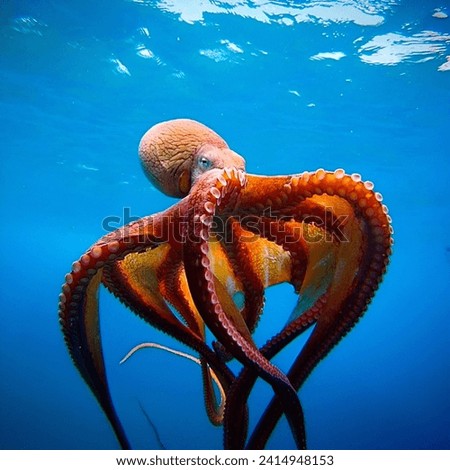 Octopus cyanea found in the both Indian and  Pacific ocean. It grows to 16 cm in mantle length with arms to atleast 80 cm. Royalty-Free Stock Photo #2414948153