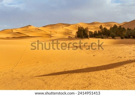 A small oasis in the desert near Erg Chebbi dunes.  Morocco, Africa