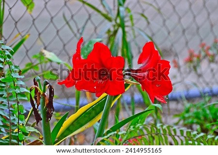 beautiful garden lily flowers, stunning colors
