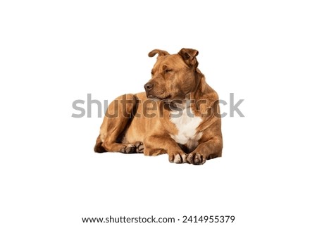 A homeless ginger dog lies on a white background, a domestic dog lies, the dog is chilling