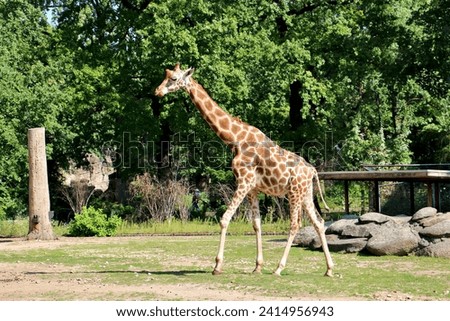 Giraffe in Berlin Zoological Garden