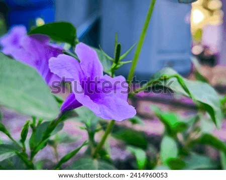 Ruellia simplex, the Mexican petunia, Mexican bluebell or Britton's wild petunia, is a species of flowering plant in the family Acanthaceae. It is a native of Mexico, the Caribbean, and South America