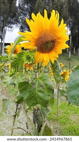 Giving someone a bouquet of sunflowers symbolizes love, care and appreciation. 